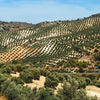 Andalusia Distilled: An Insider Guide to Spain's Most Captivating Corner